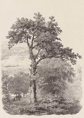 Tree Landscape Drawing no. 23