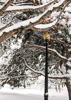 Snowy Park with Lamp Post