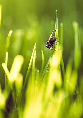 Fly on Green Grass Blade