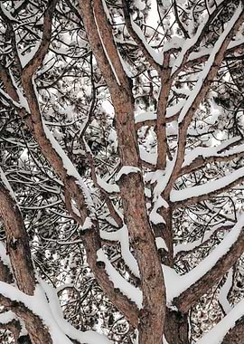 Snow-Covered Tree Branches
