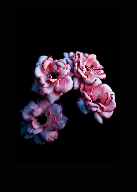 Pink Roses on Black Background