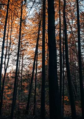Autumn Forest Canopy