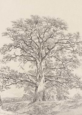 Great Oak Tree Sketch