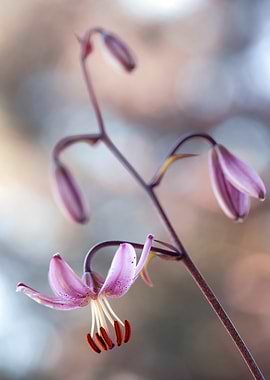 Delicate Pink Flower with Brown Stem