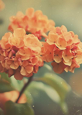 Orange Hydrangea Flowers Vintage Style - Vintage Hydrangea Bloom - Warm Tones & Film Texture Flower Art