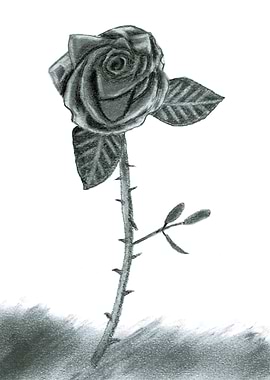 Monochrome Rose Drawing