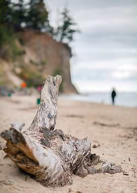 Driftwood on a sandy beach