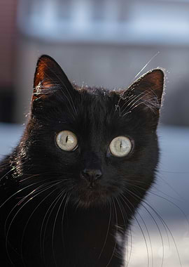 Close-up of a Black Cat