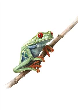 Red-Eyed Tree Frog on Branch
