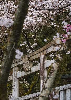 Cherry Blossom Torii Gate