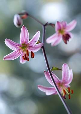 Delicate Pink Lily Flowers on Stem