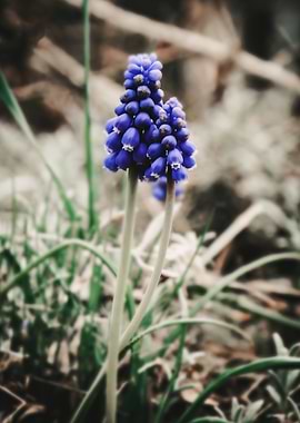 Blue Grape Hyacinth Flower Close-Up
