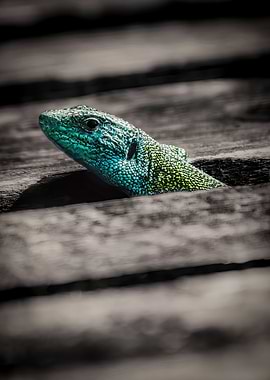 Lizard emerging from wooden planks