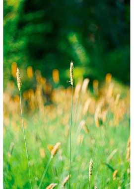 Field of Grass