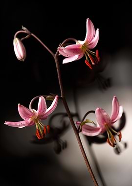 Pink Lily Flowers on Dark Background