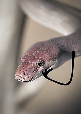 Cute Snake with Cartoonish Features