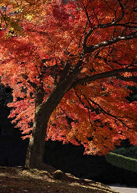 Autumn Maple Tree with Red Leaves
