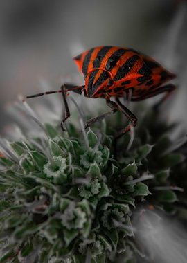 Striped Bug on Green Plant