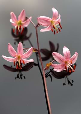Pink Lily Flowers with Reflection