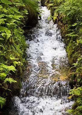 Forest Stream
