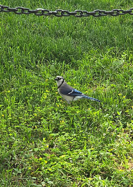 Blue Jay on Green Grass