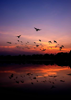 Birds flying over water at sunset