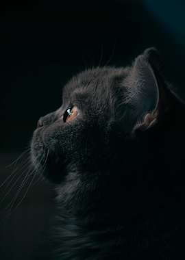 Gray Cat Profile in Dark Setting