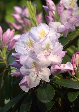 Pale Pink Rhododendron Blossom