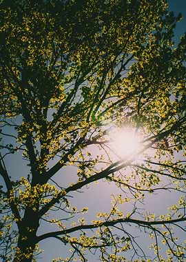 Sunlit Tree Canopy