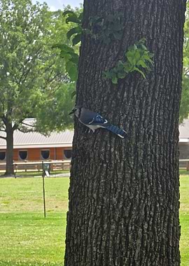 Blue Jay on Tree Trunk