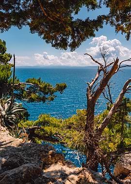 Coastal View with Trees and Sea