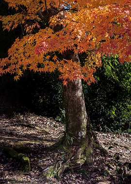 Autumn Maple Tree
