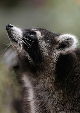 Raccoon Looking Upward
