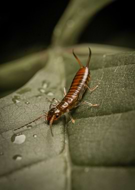 Earwig on Leaf
