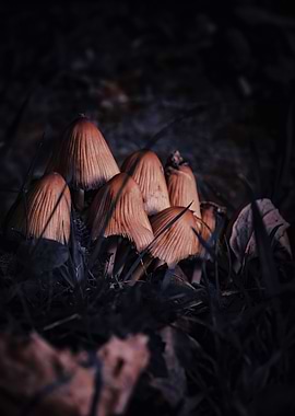 Cluster of Mushrooms in Dark Setting