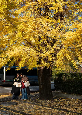 Autumnal Ginkgo Tree with Two Women