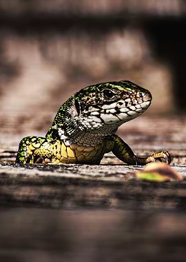 Lizard emerging from wooden planks