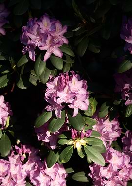 Pink Rhododendron Flowers in Bloom