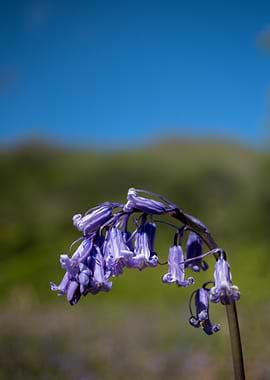 Bluebell Flowers in Bloom