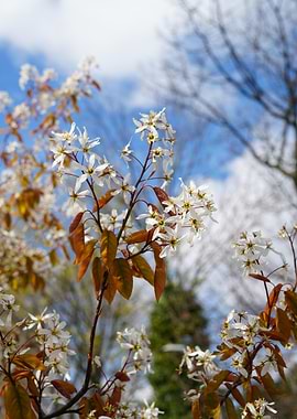 White blossoms against a blue sky