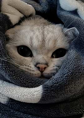 Cozy Cat Wrapped in Blanket