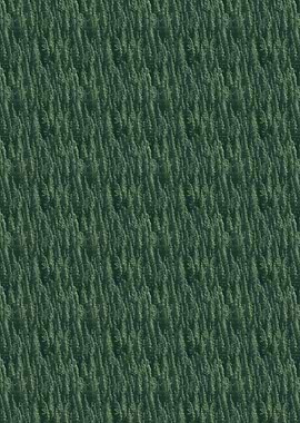 Dense Green Forest Canopy Aerial View