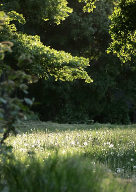 Dandelion Field in Sunlight