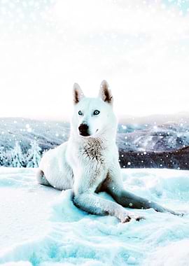 White Husky in Winter Wonderland