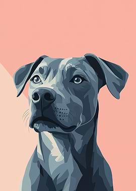 Blue Pitbull Portrait on Peach Background