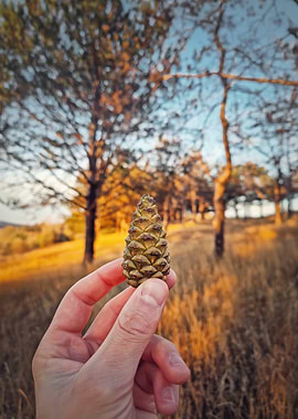 Pine Cone Held in Hand