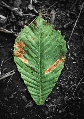Green Leaf on Dark Soil