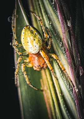 Spider on Grass