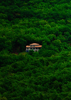 House in the Forest