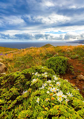 Coastal Meadow with Daisies and Ocean View, Madeira